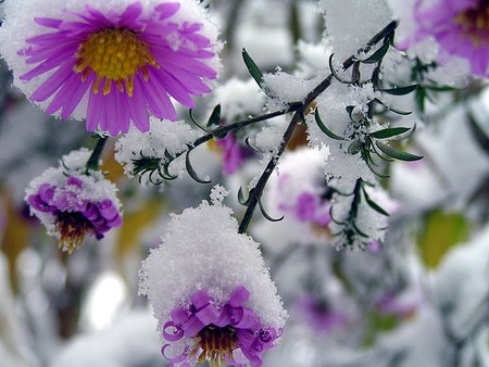 flowers in snow